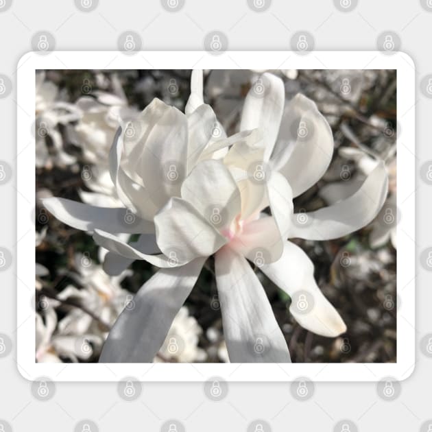 Whte Spider Magnolia Sticker by Photomersion